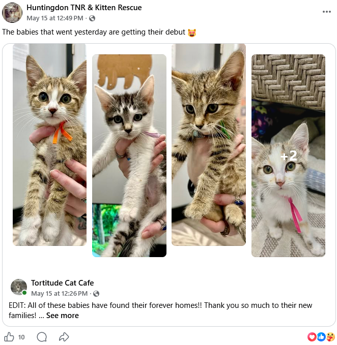 Adoptees ready at Tortitude on 5/15/2026