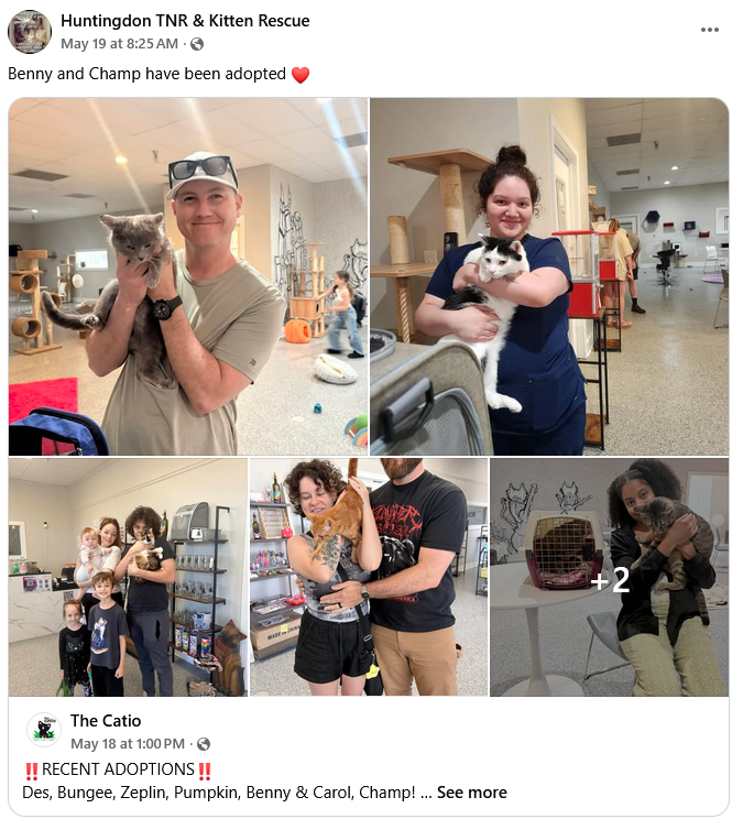 Adoptions on 5/19/2026 from The Catio Cat Lounge