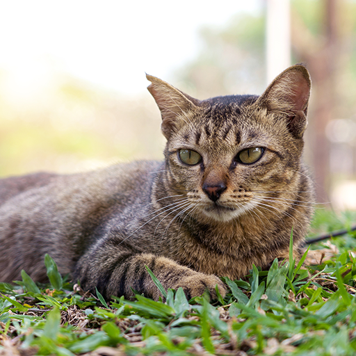 Feral cat with tipped ear