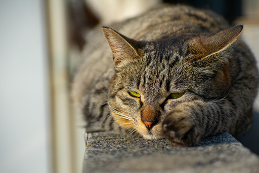 Friendly community cat