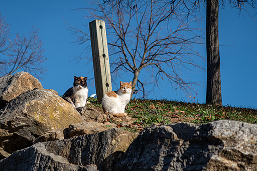 Pair of community cats