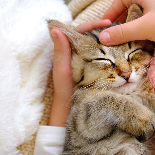 Kitten being held by a child